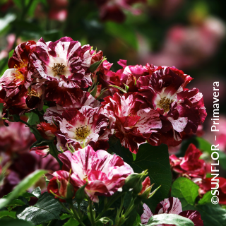 ©SUNFLOR – Primavera
